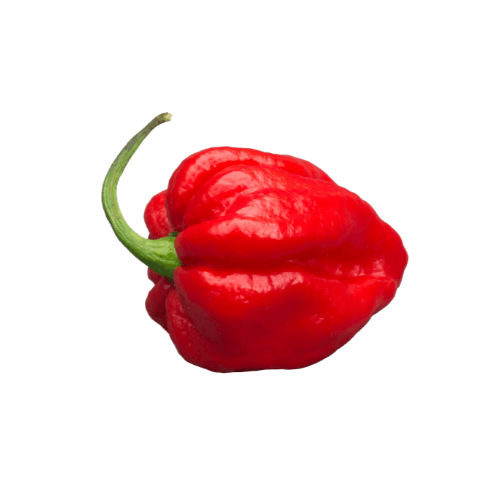 Habanero - Chilli