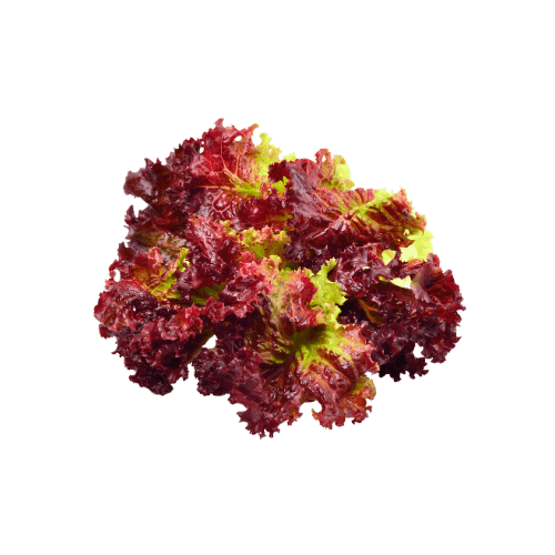 Red Coral