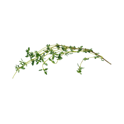 Thyme