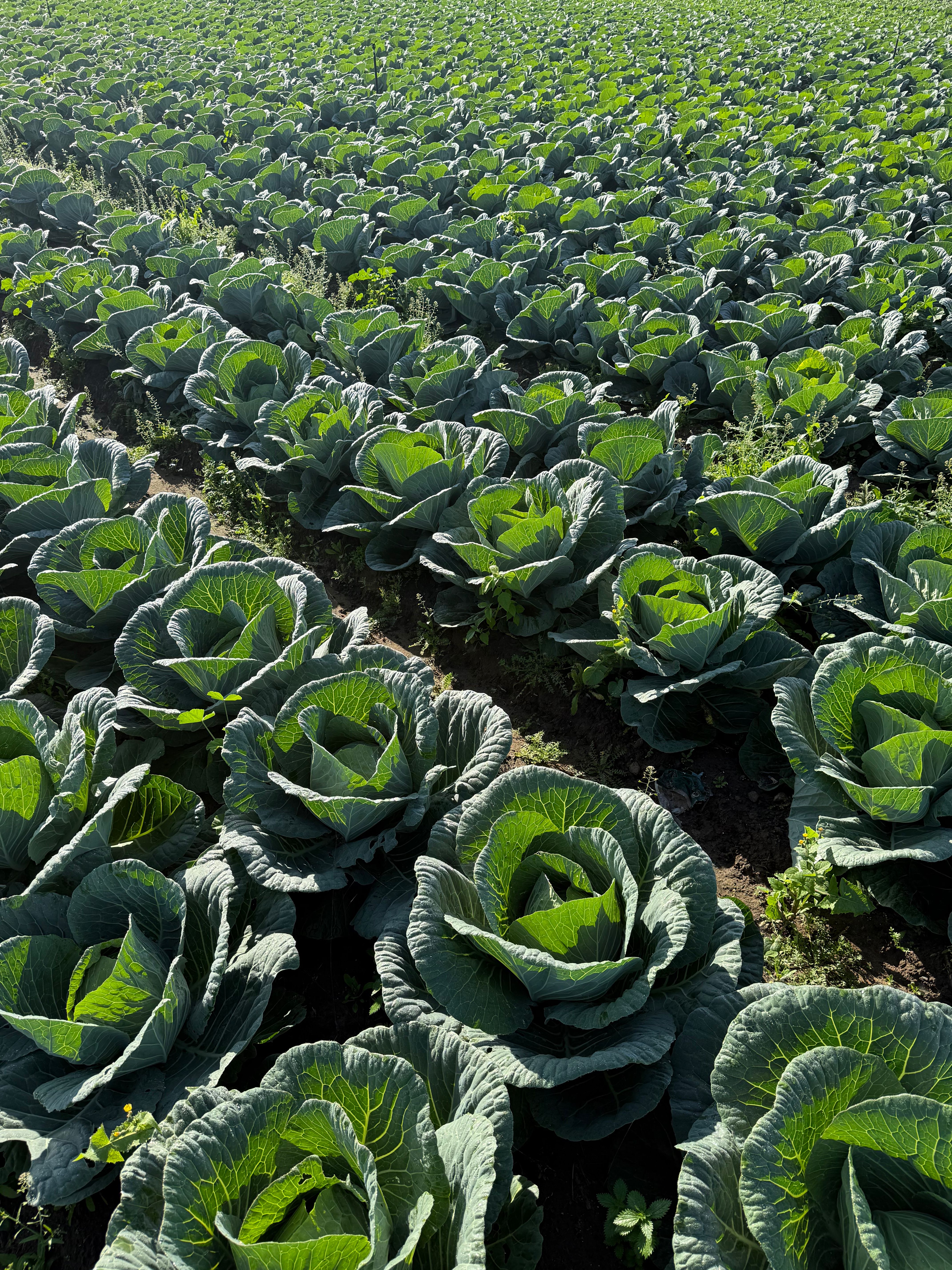 Nicolas Pestalozzi Fishbowl