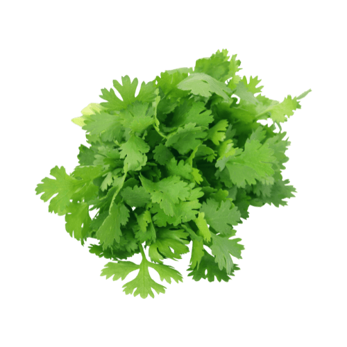 Coriander