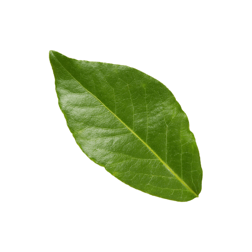 Bay Leaf