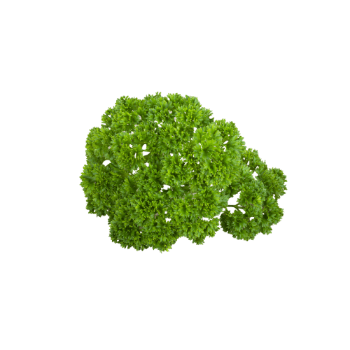 Parsley Curly