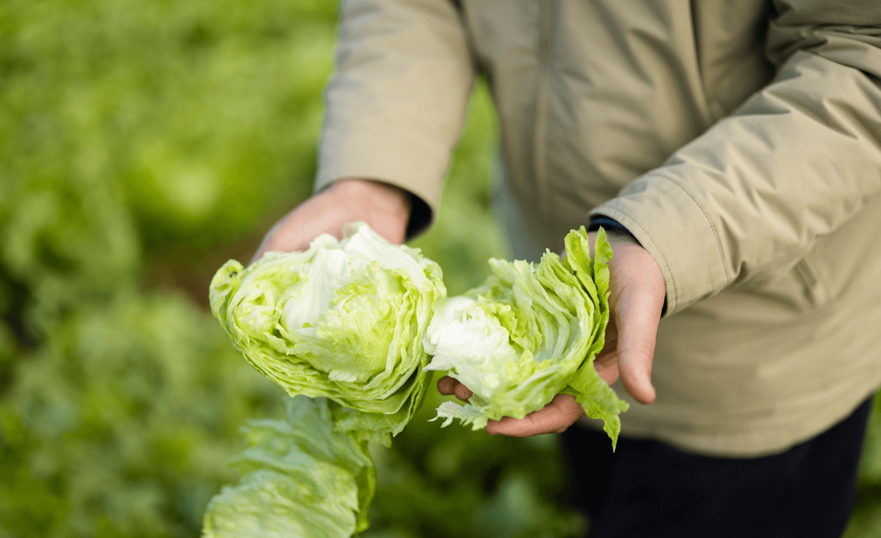 fresh wholesale fruit and veg provider.